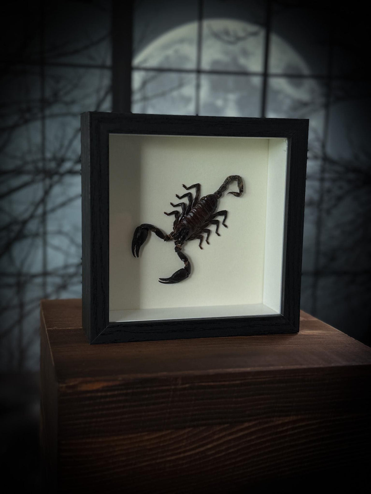 Real Framed Scorpion Shadowbox Display