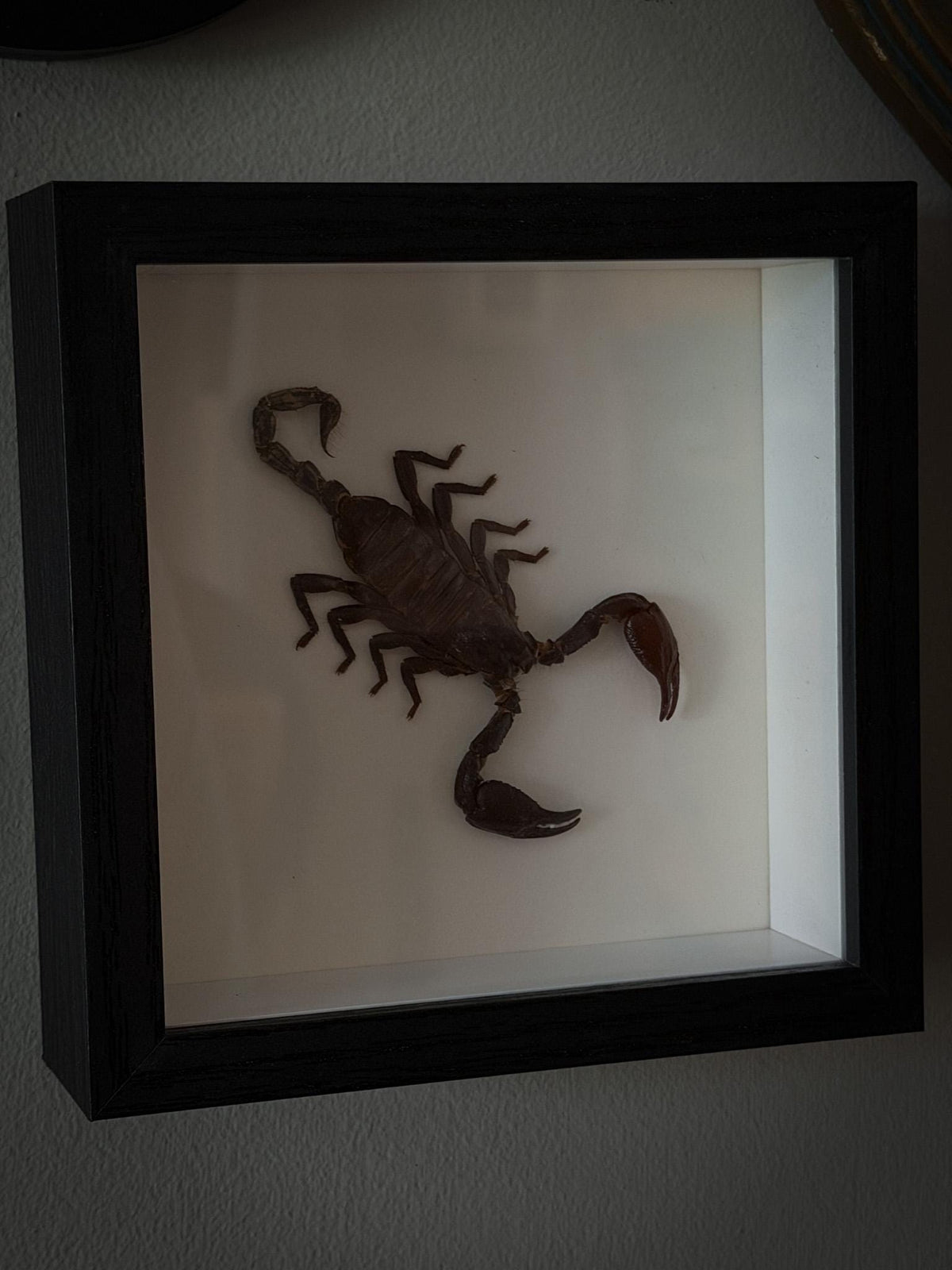 Real Framed Scorpion Shadowbox Display