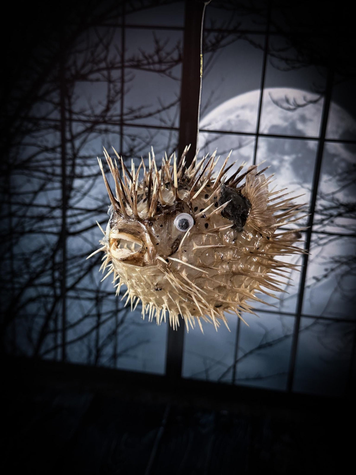 Porcupine Blowfish Hanging Taxidermy Display