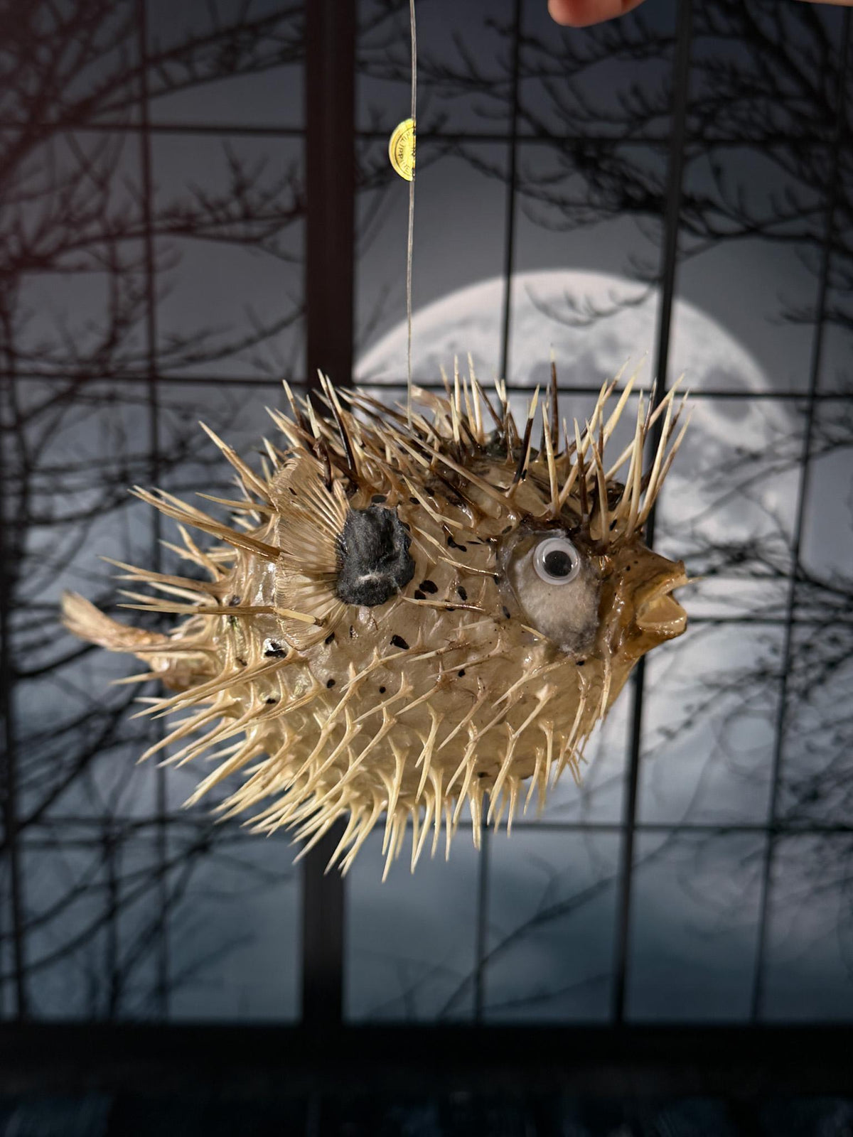 Porcupine Blowfish Hanging Taxidermy Display