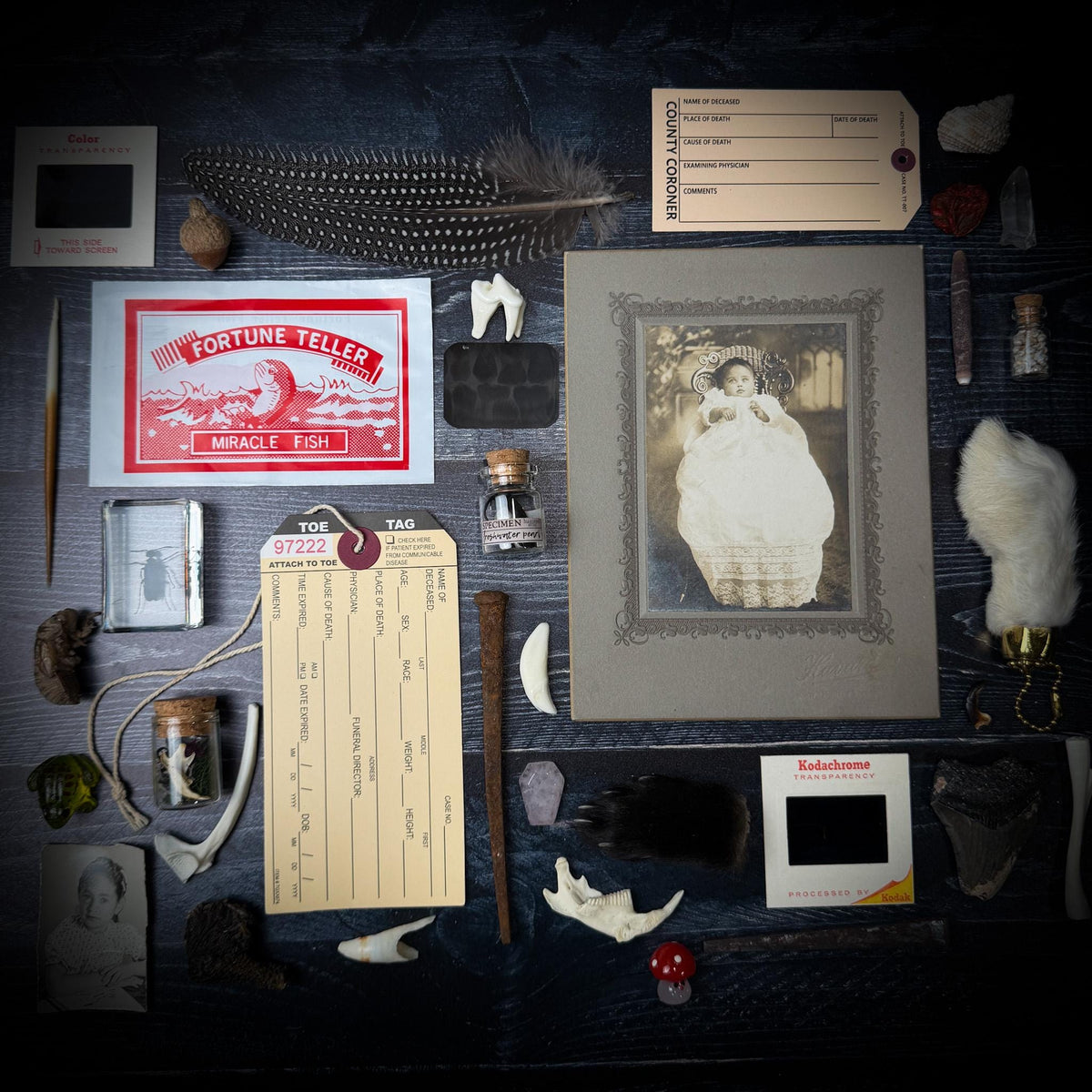 Curated Oddity Mystery Bag