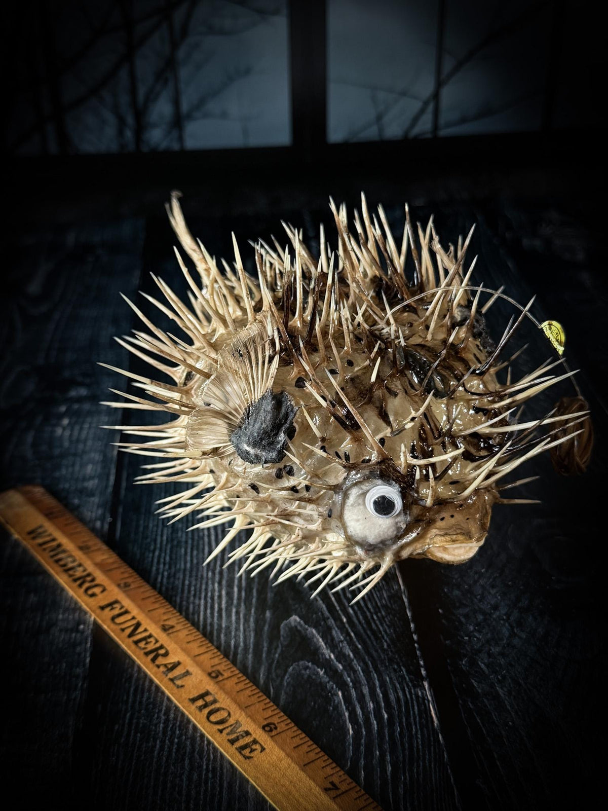 Porcupine Blowfish Hanging Taxidermy Display