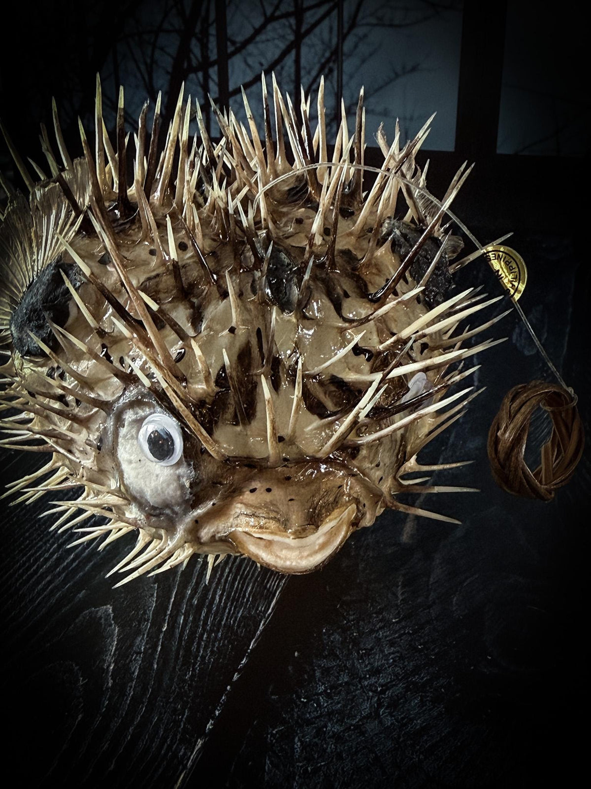 Porcupine Blowfish Hanging Taxidermy Display
