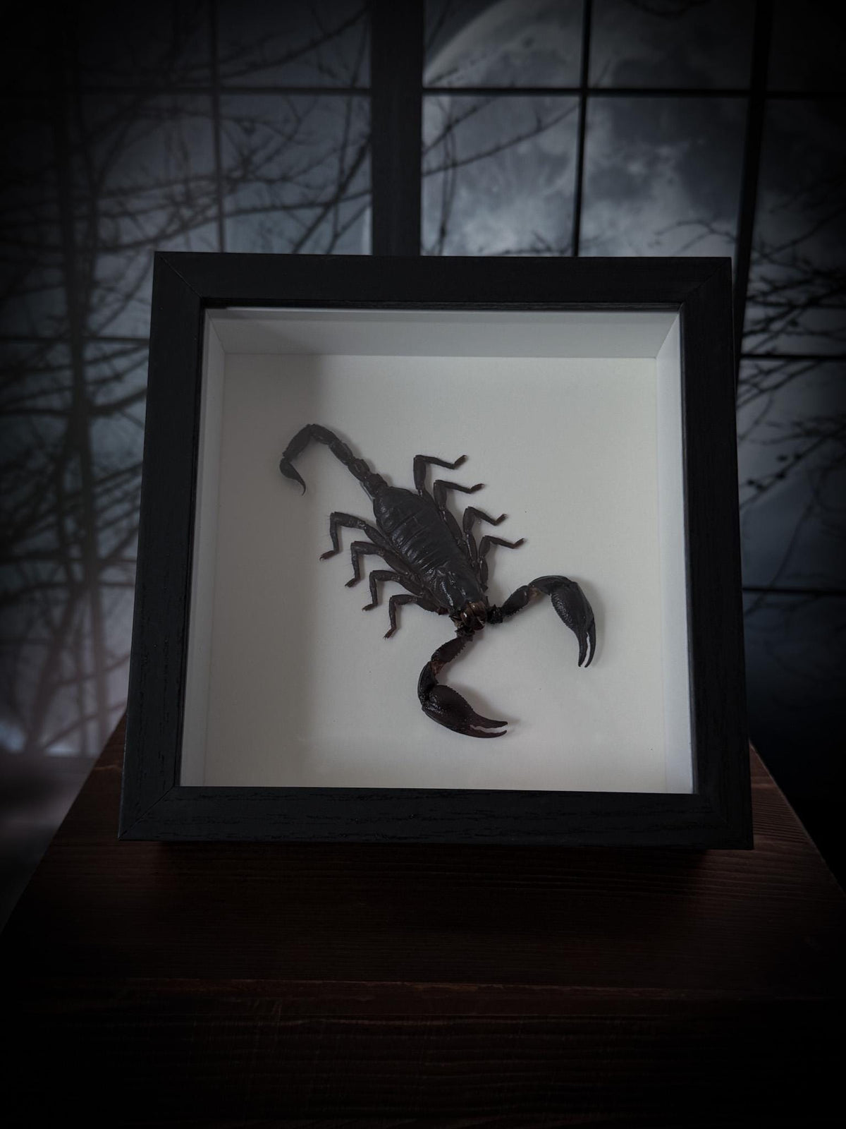 Real Framed Scorpion Shadowbox Display