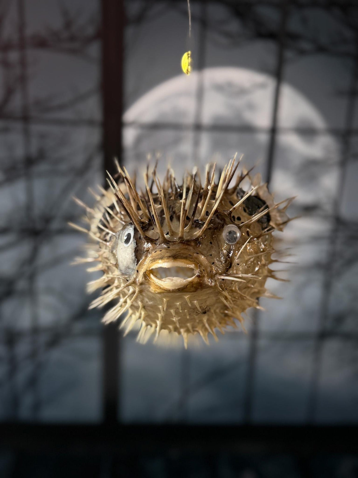 Porcupine Blowfish Hanging Taxidermy Display