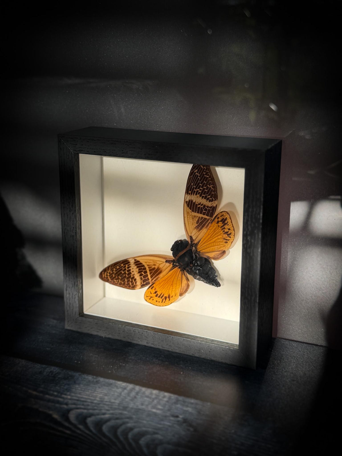 Real Framed Golden Cicada Shadowbox Display