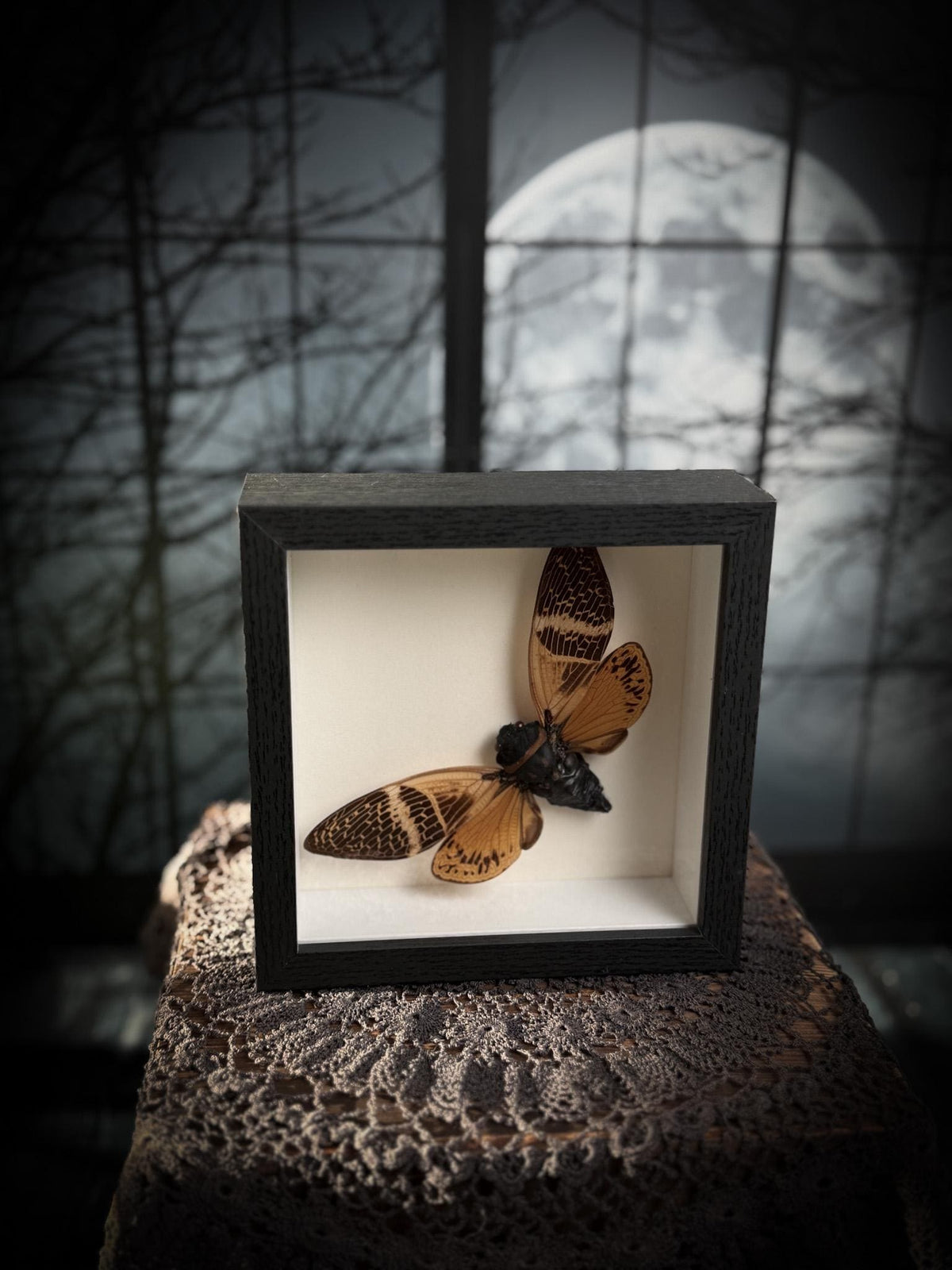 Real Framed Golden Cicada Shadowbox Display