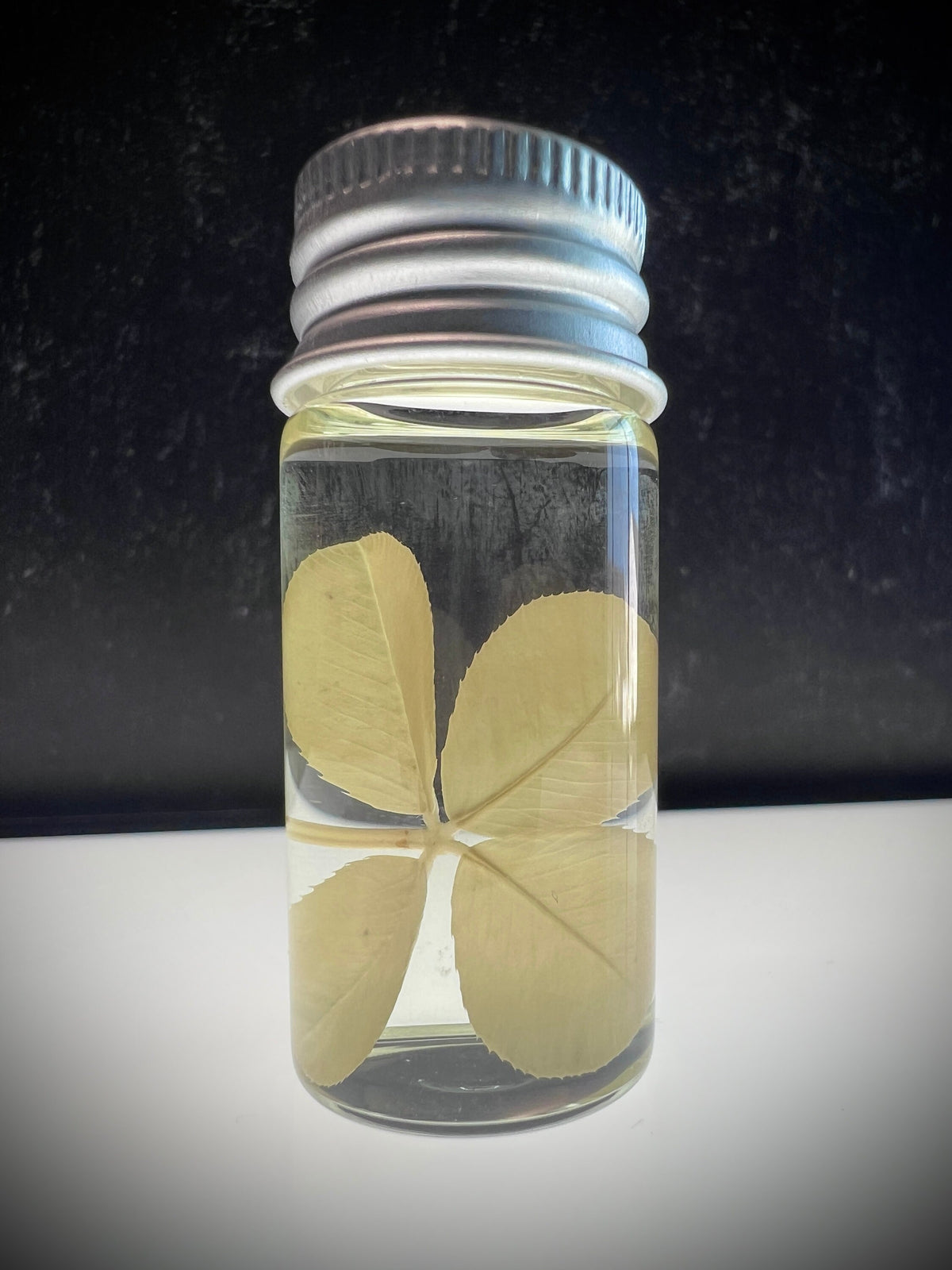 Four Leaf Clover Wet Specimen