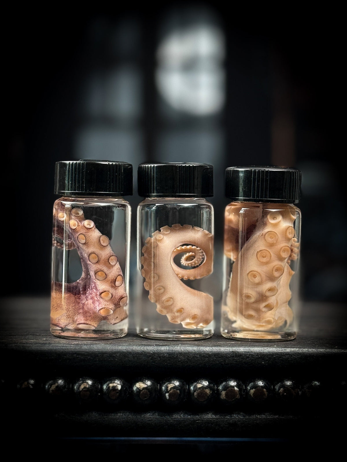 Octopus Tentacle Wet Specimen Curiosity Bottle