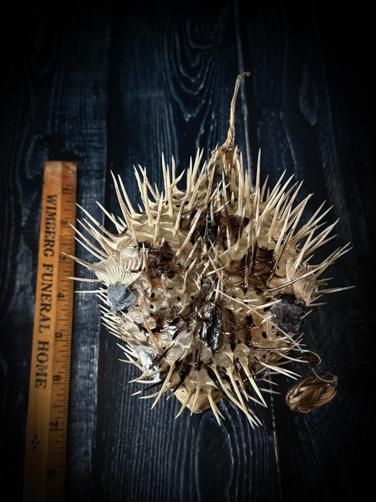 Porcupine Blowfish Hanging Taxidermy Display