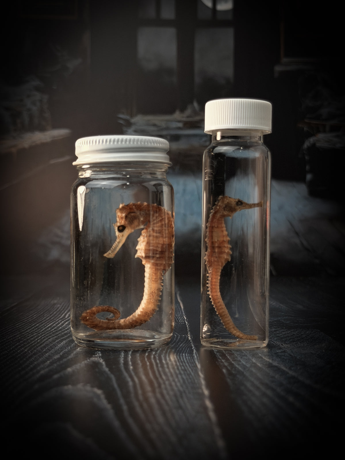 Seahorse Wet Specimen Taxidermy