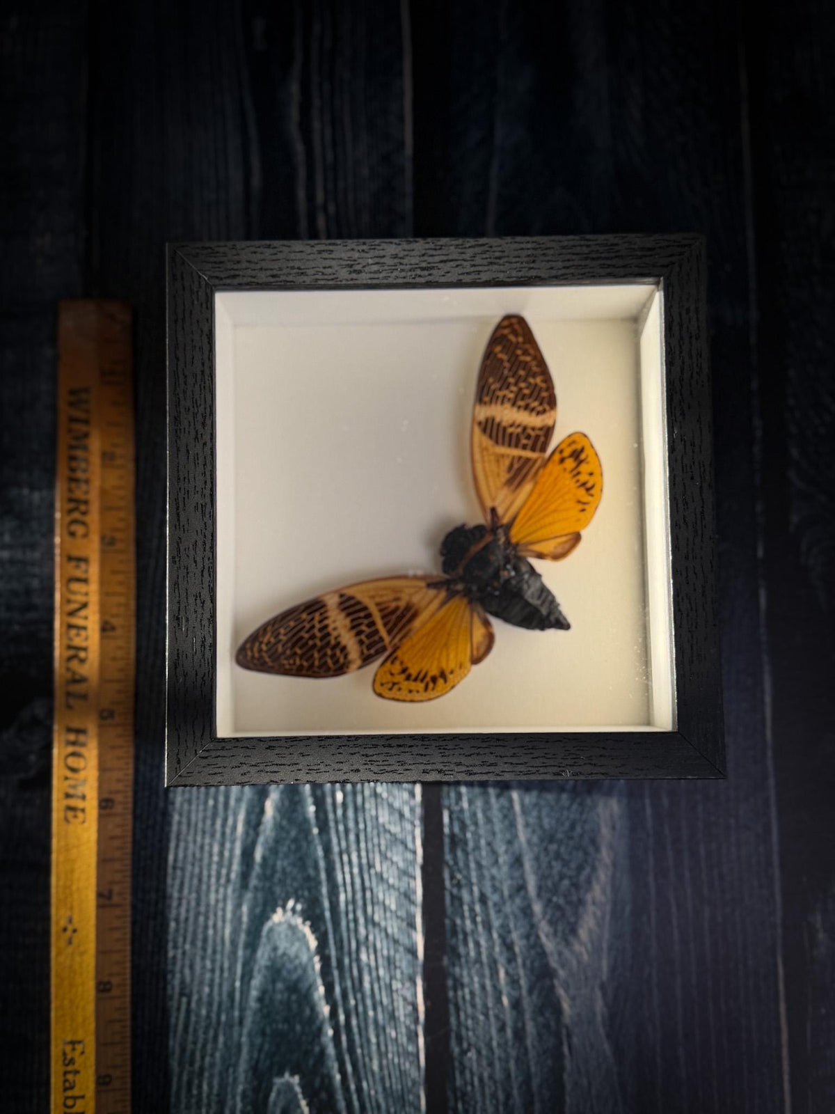 Real Framed Golden Cicada Shadowbox Display