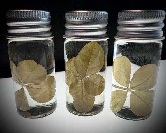 Four Leaf Clover Wet Specimen