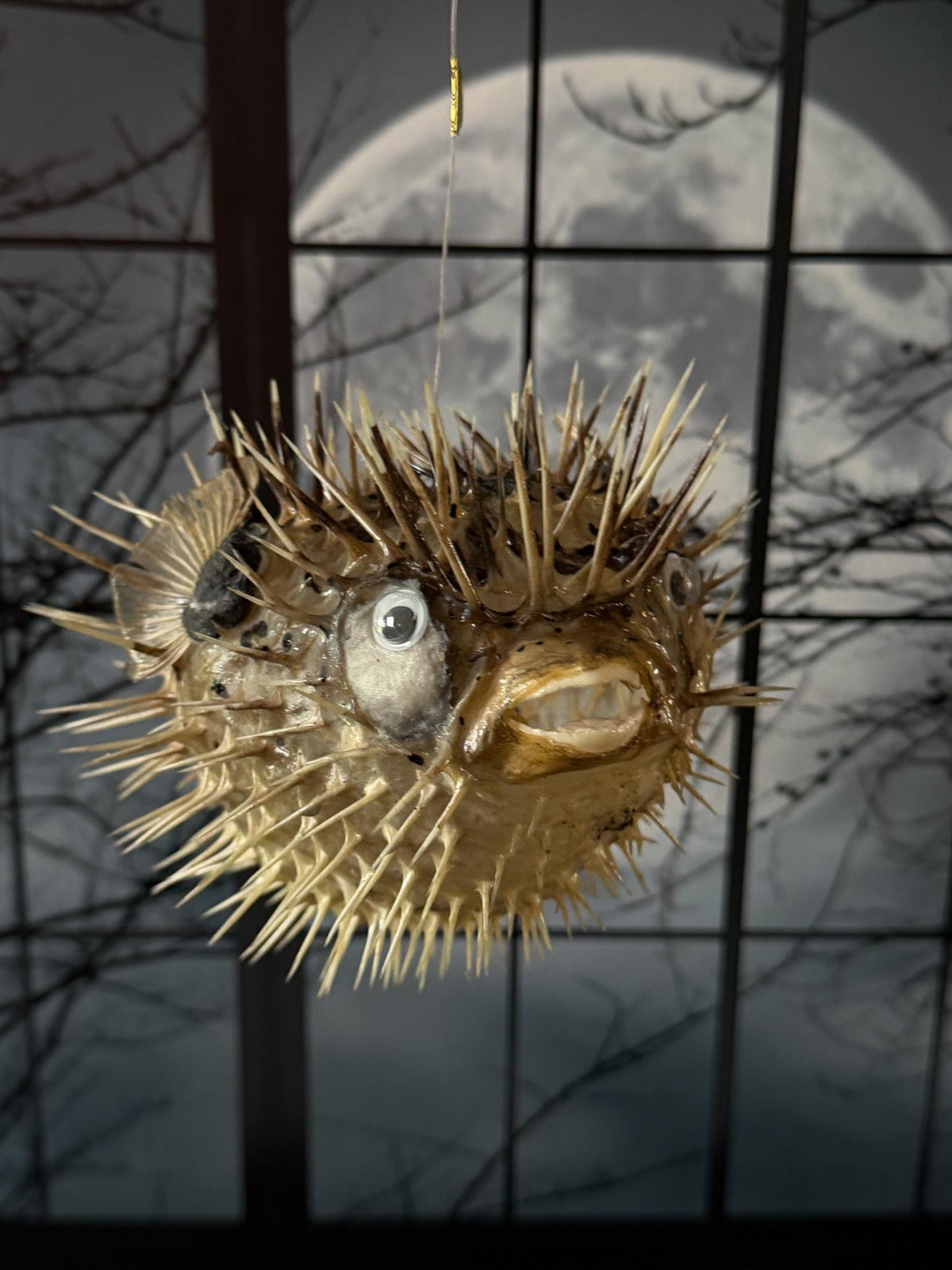 Porcupine Blowfish Hanging Taxidermy Display