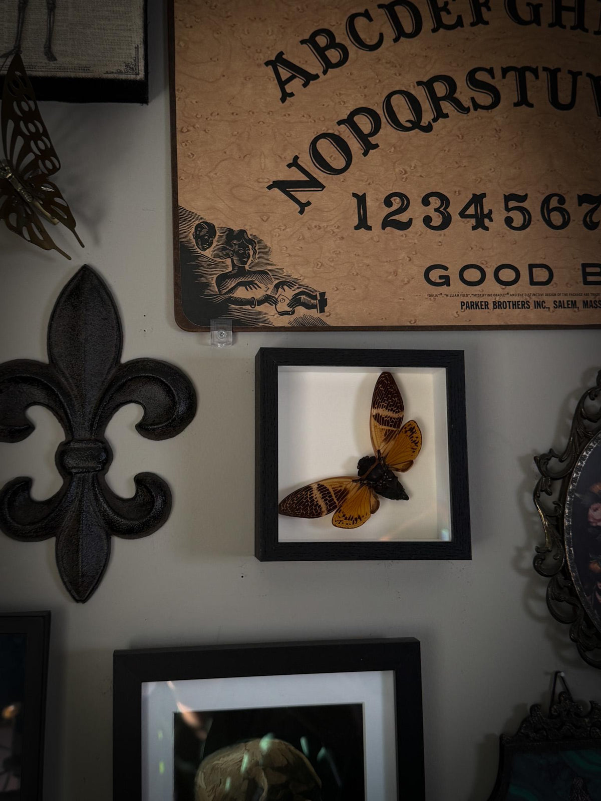 Real Framed Golden Cicada Shadowbox Display