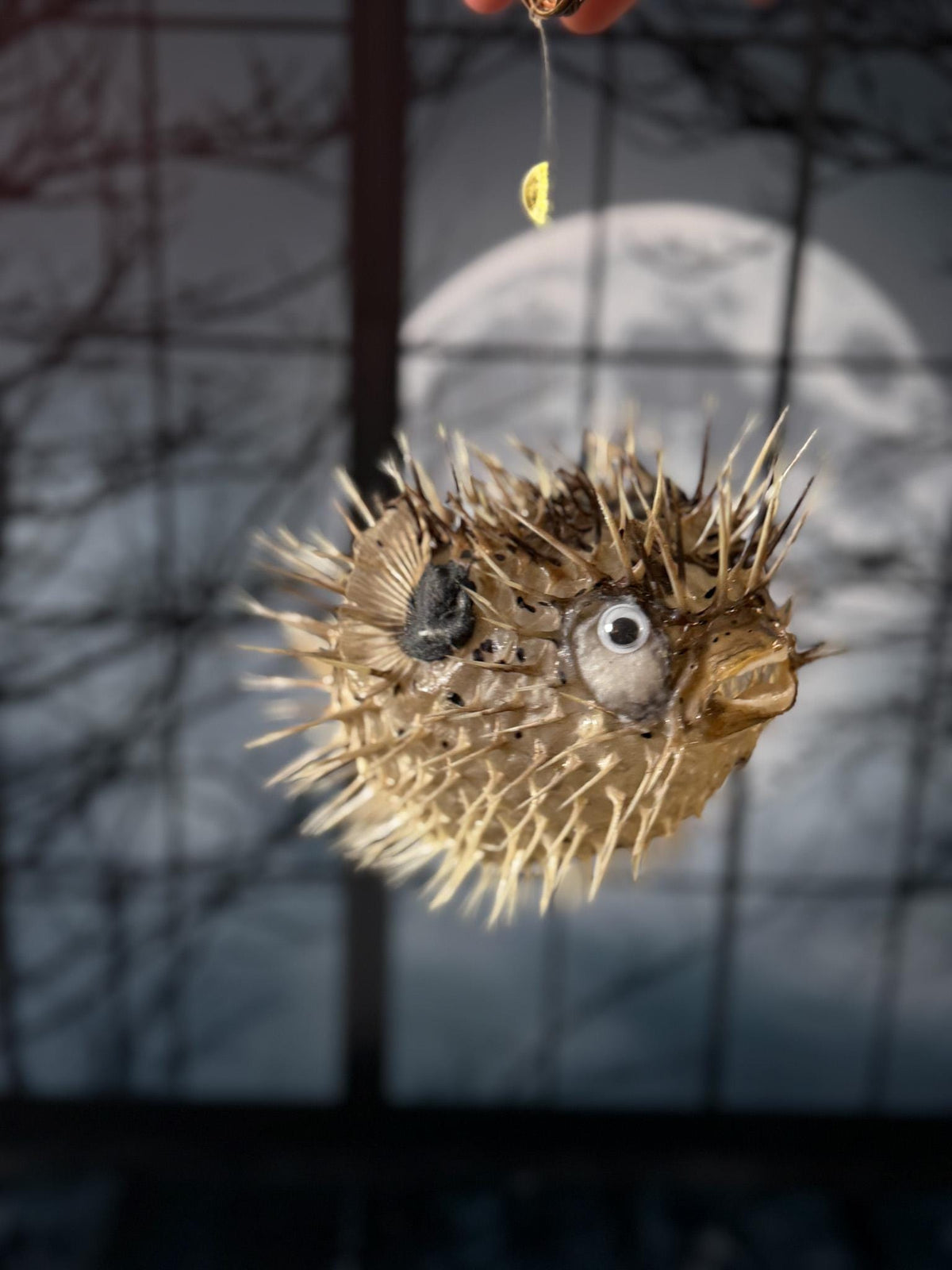 Porcupine Blowfish Hanging Taxidermy Display