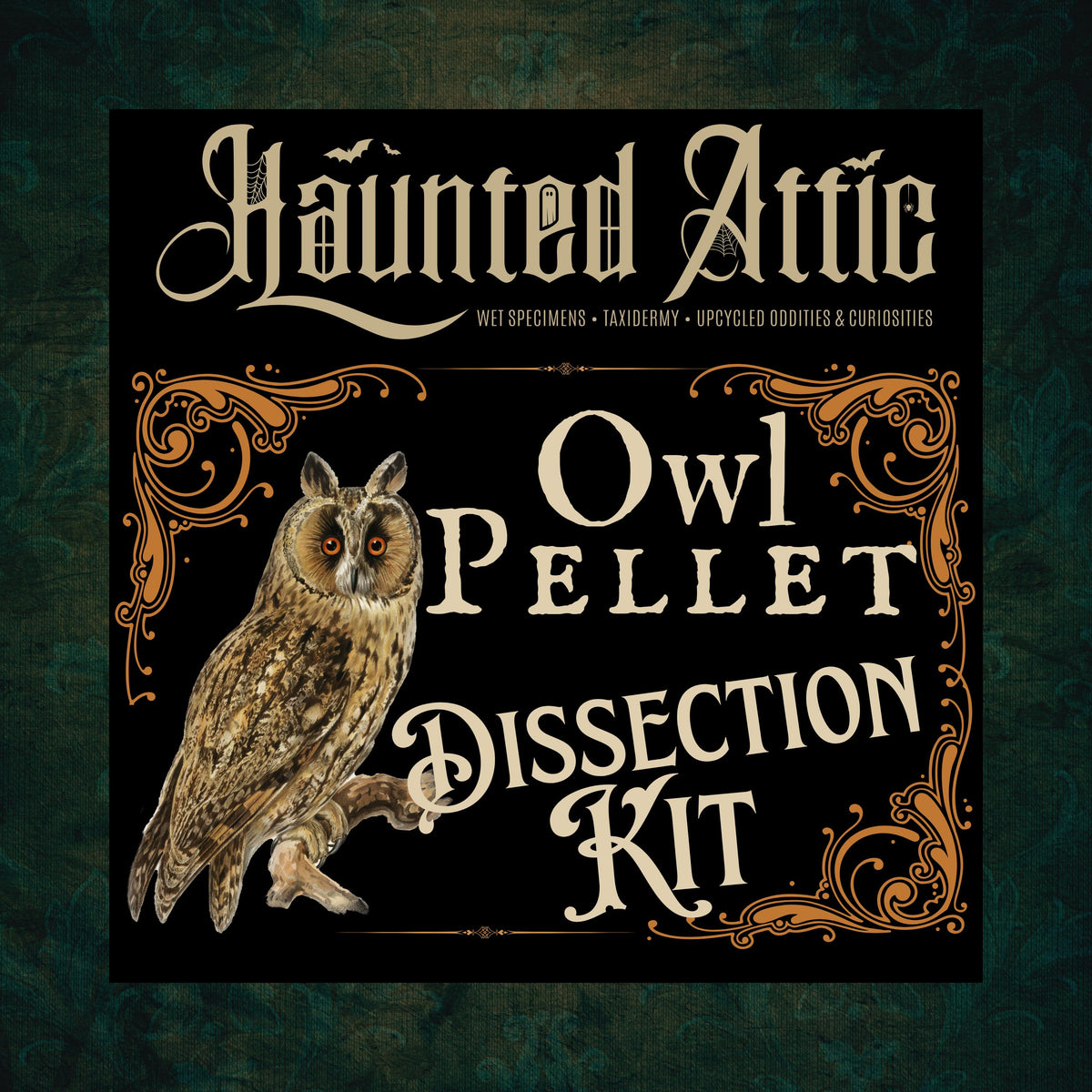 Owl Pellet Dissection Kit