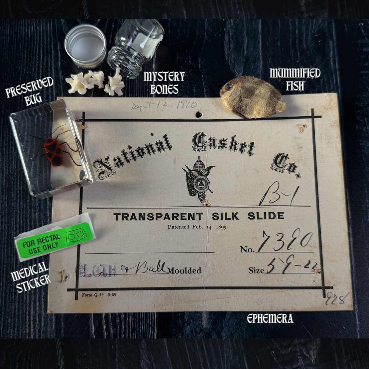 Curated Oddity Mystery Bag