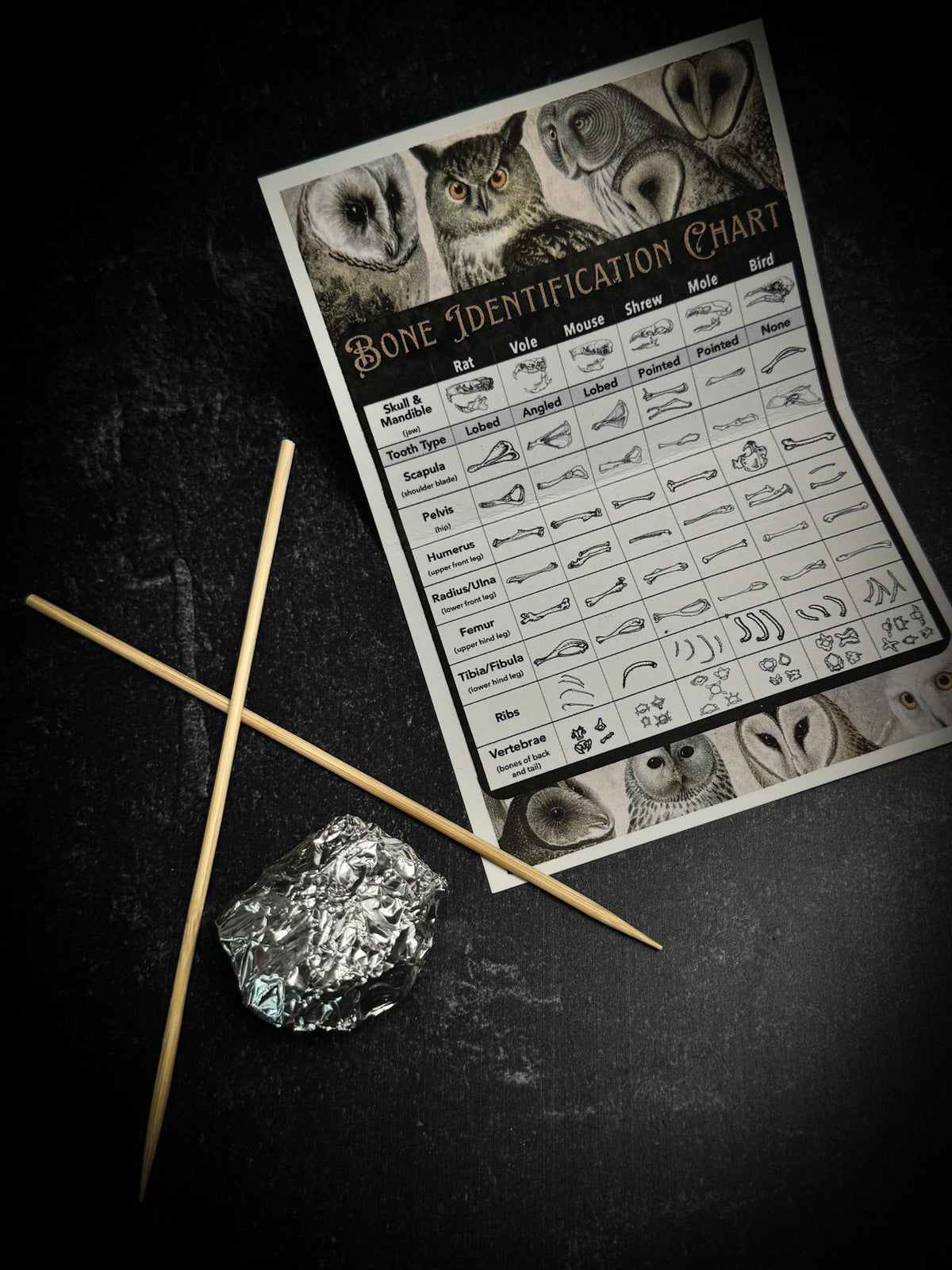Owl Pellet Dissection Kit