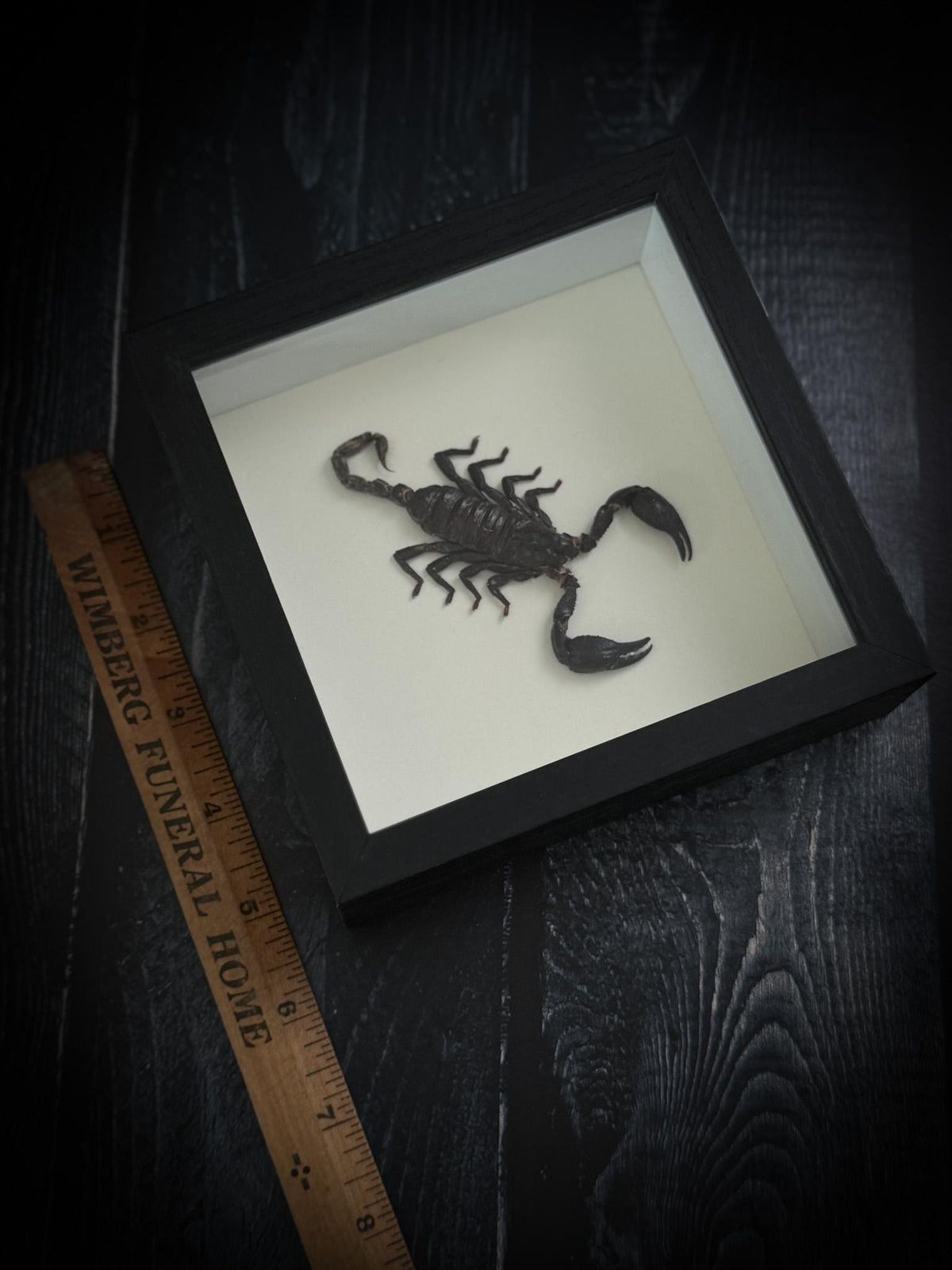 Real Framed Scorpion Shadowbox Display
