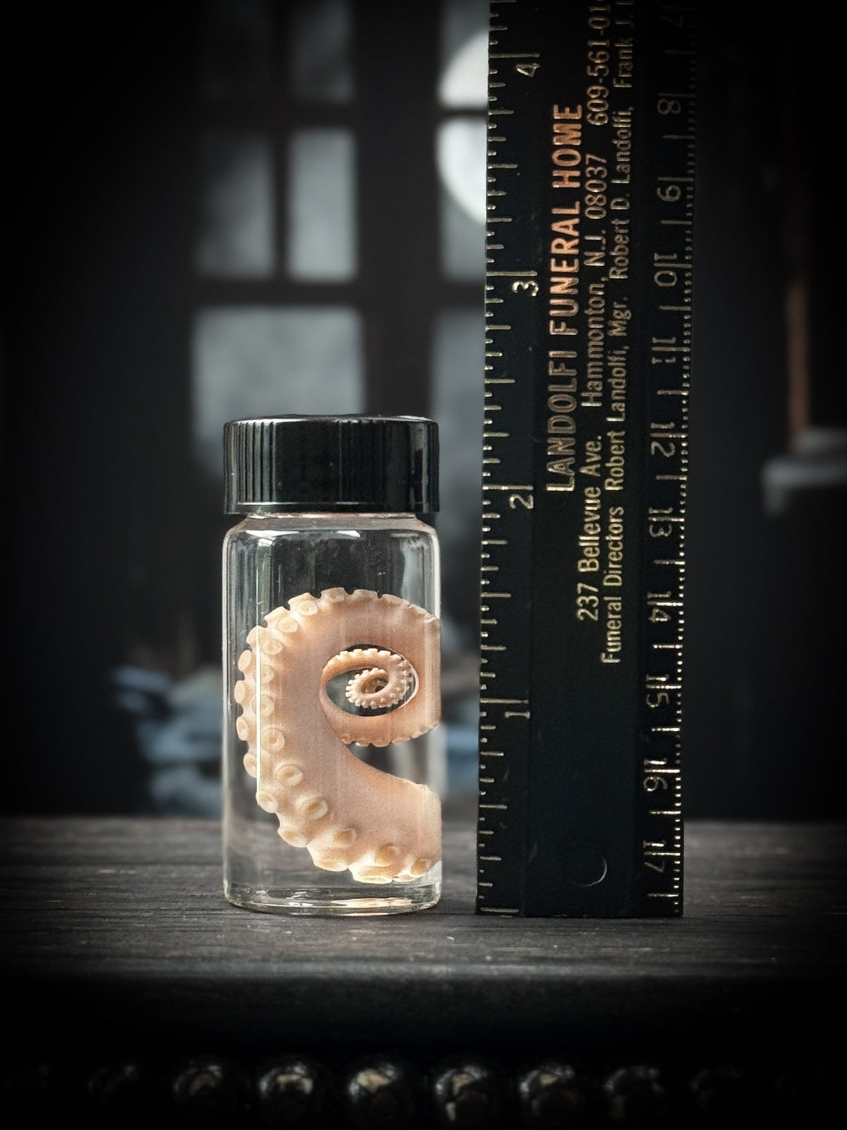 Octopus Tentacle Wet Specimen Curiosity Bottle