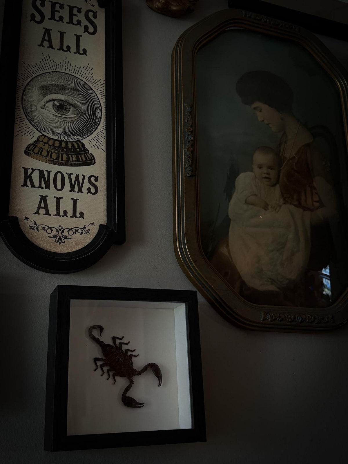 Real Framed Scorpion Shadowbox Display