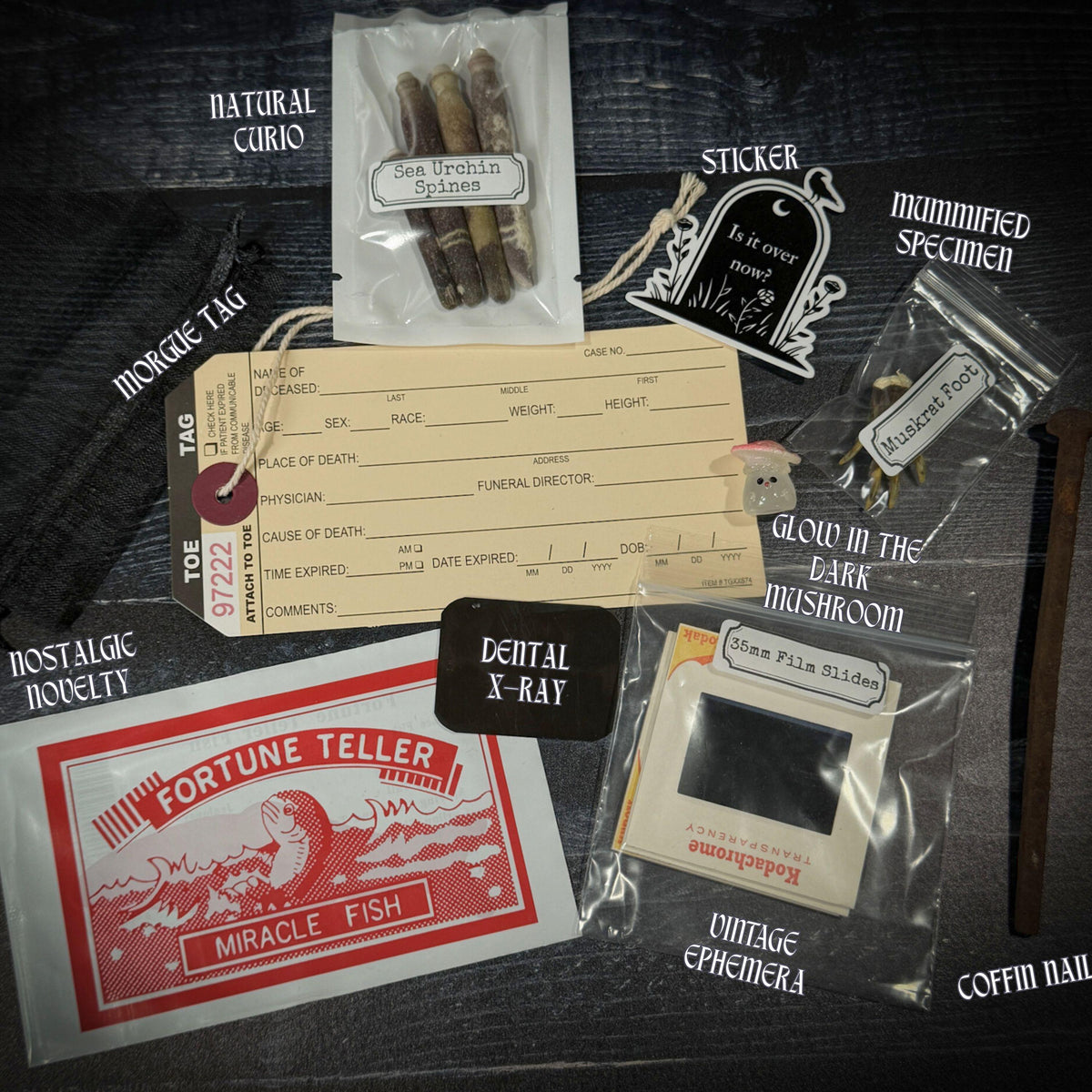 Curated Oddity Mystery Bag