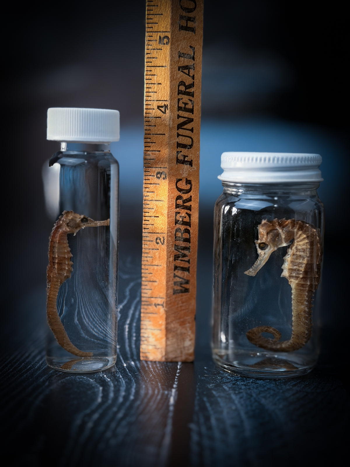 Seahorse Wet Specimen Taxidermy