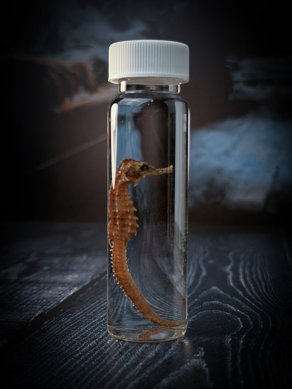 Seahorse Wet Specimen Taxidermy