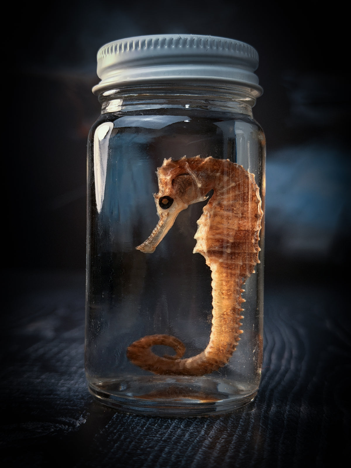 Seahorse Wet Specimen Taxidermy