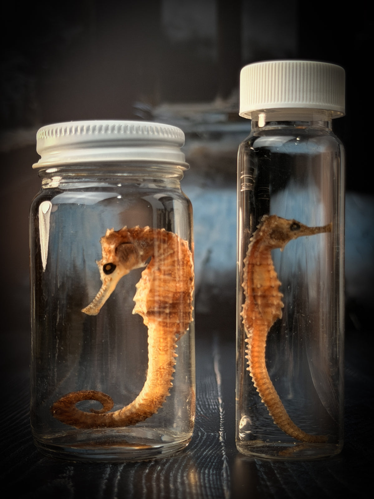 Seahorse Wet Specimen Taxidermy