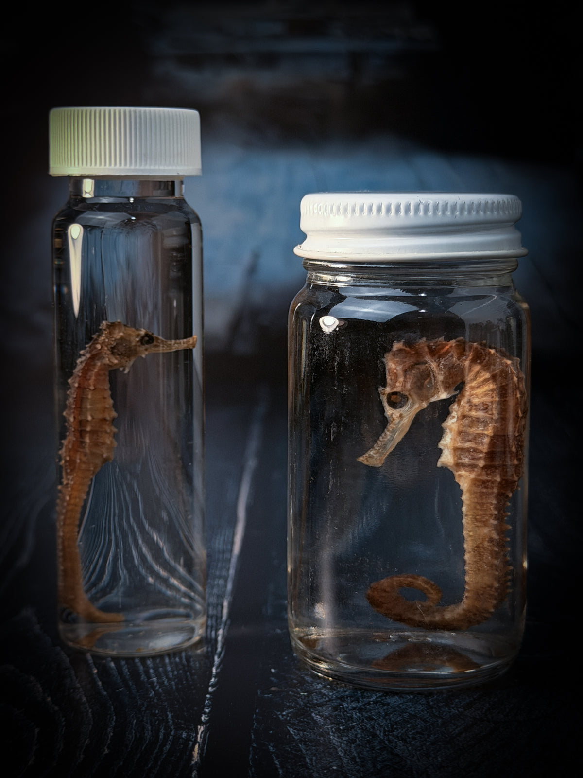 Seahorse Wet Specimen Taxidermy